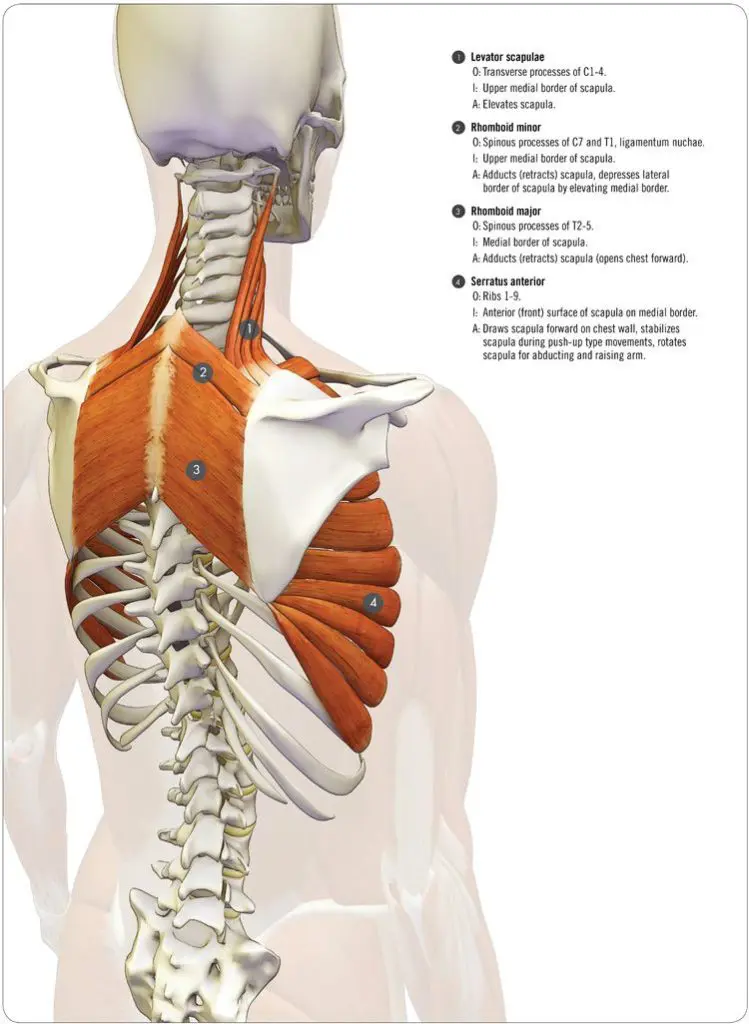 epaule cou muscle anatomie dos