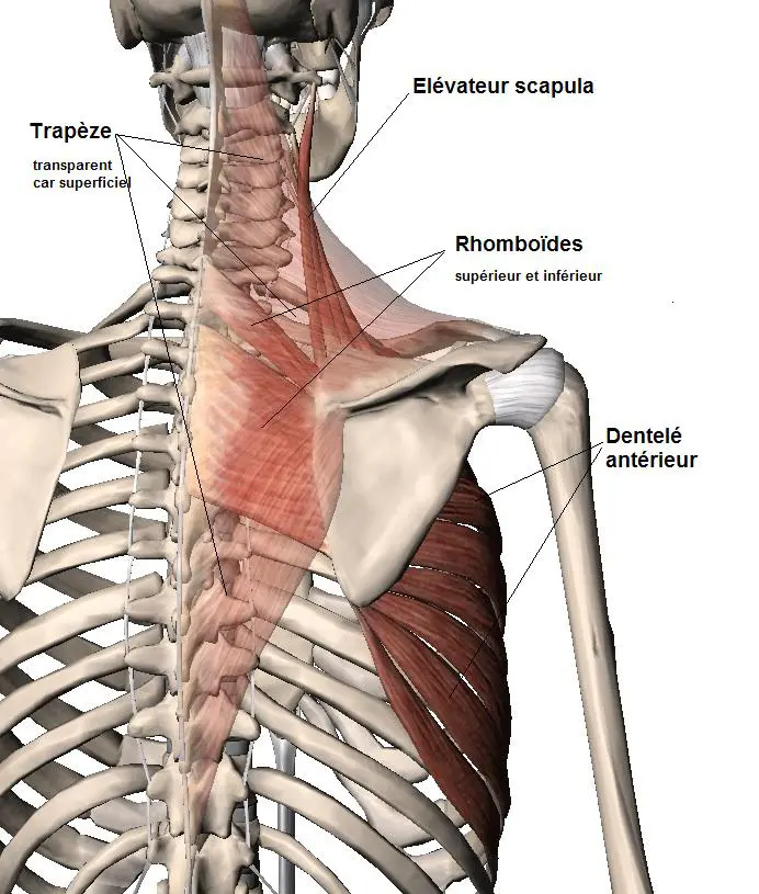 épaule anatomie cou trapèze rhomboides