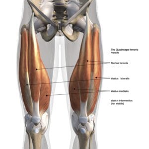 quadriceps 1536x1536 1 quads quadriceps