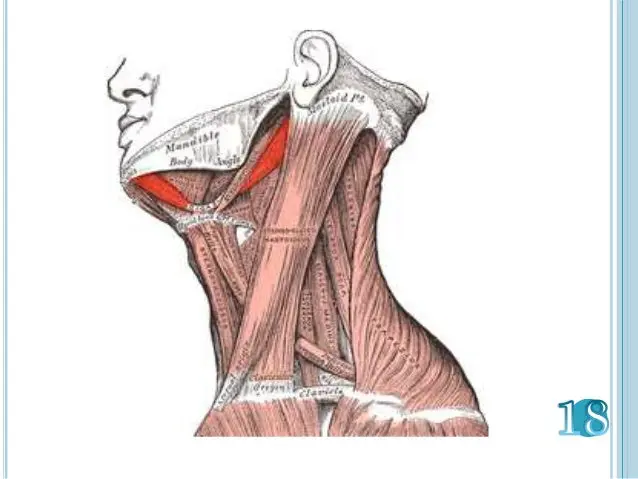 neck muscles cou tension